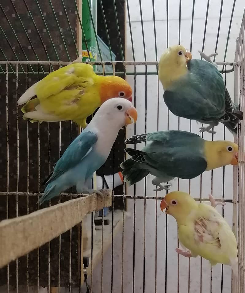 Lovebirds Pathay 2