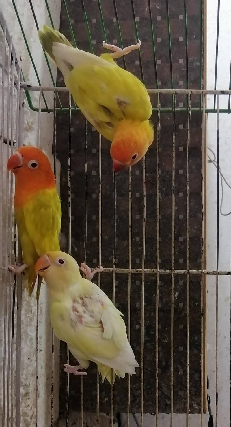 Lovebirds Pathay 3