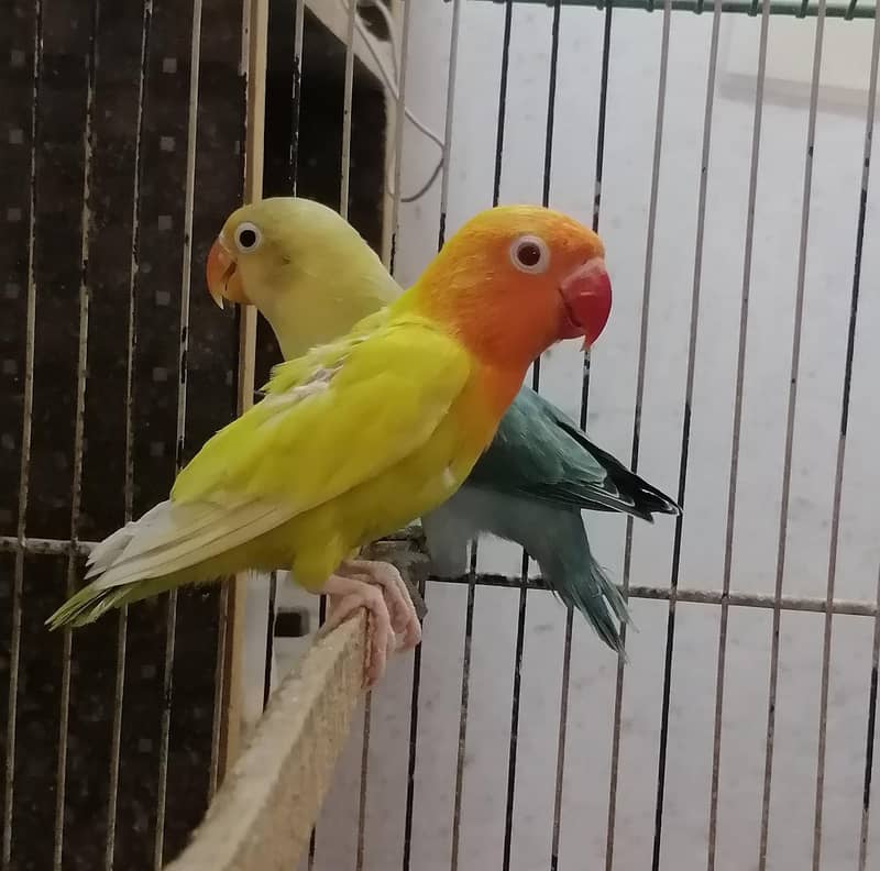 Lovebirds Pathay 4