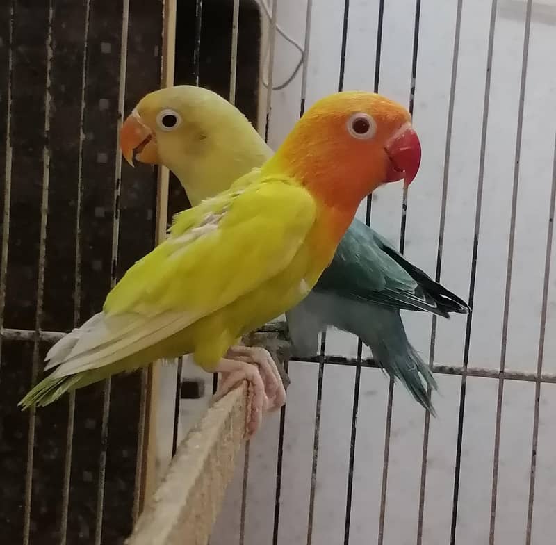 Lovebirds Pathay 5