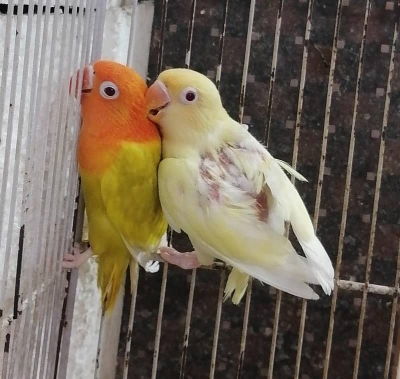 Lovebirds Pathay 6