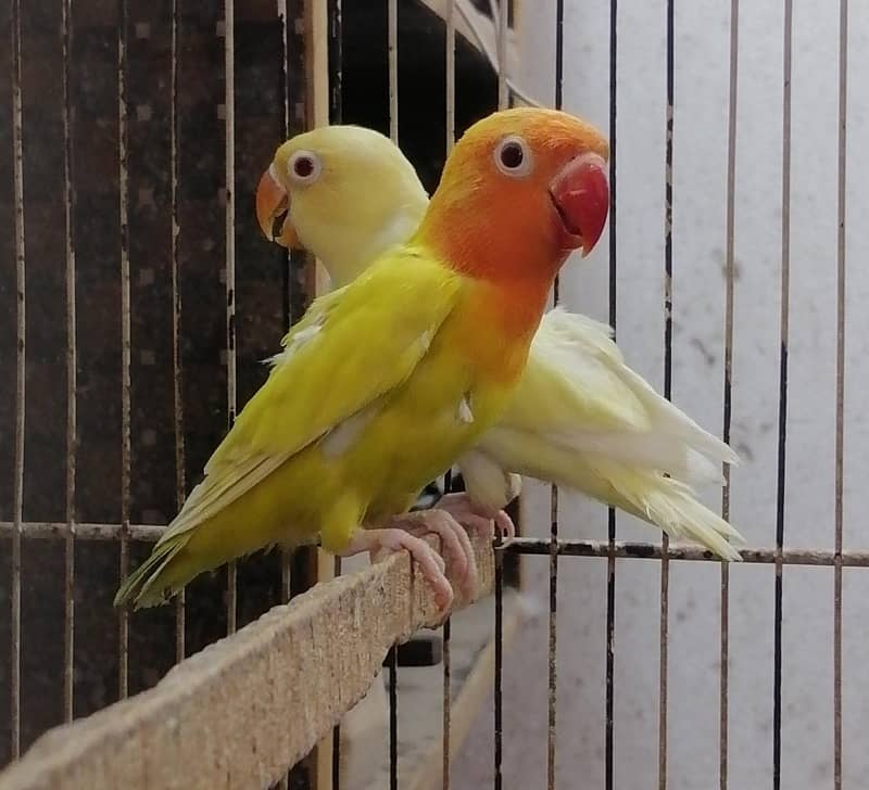 Lovebirds Pathay 7