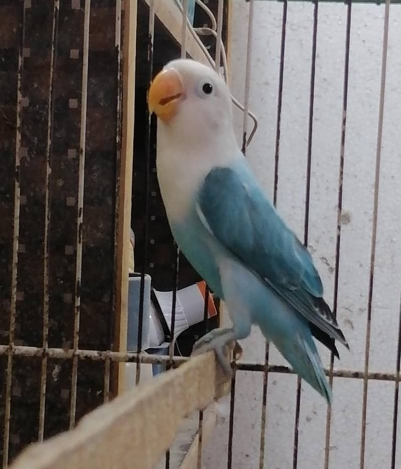 Lovebirds Pathay 8