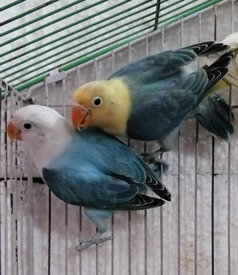 Lovebirds Pathay 9