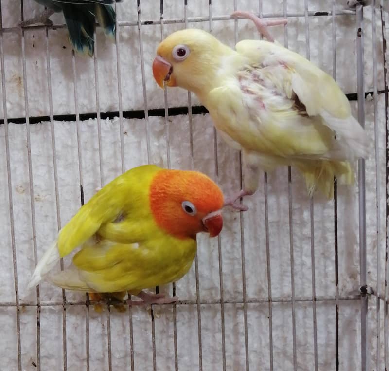 Lovebirds Pathay 10