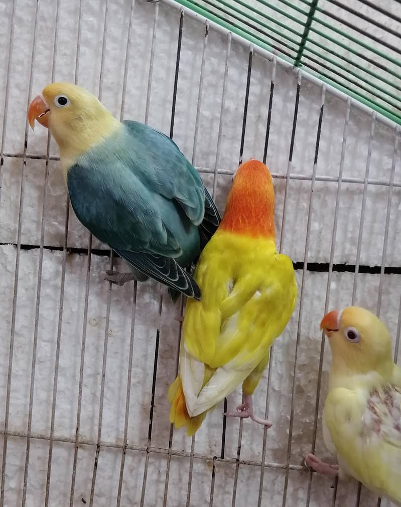 Lovebirds Pathay 11