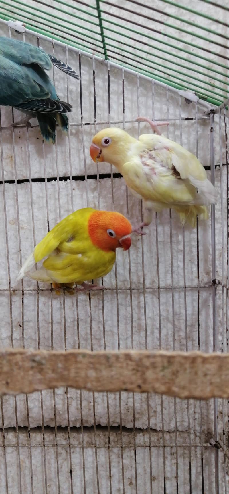 Lovebirds Pathay 12