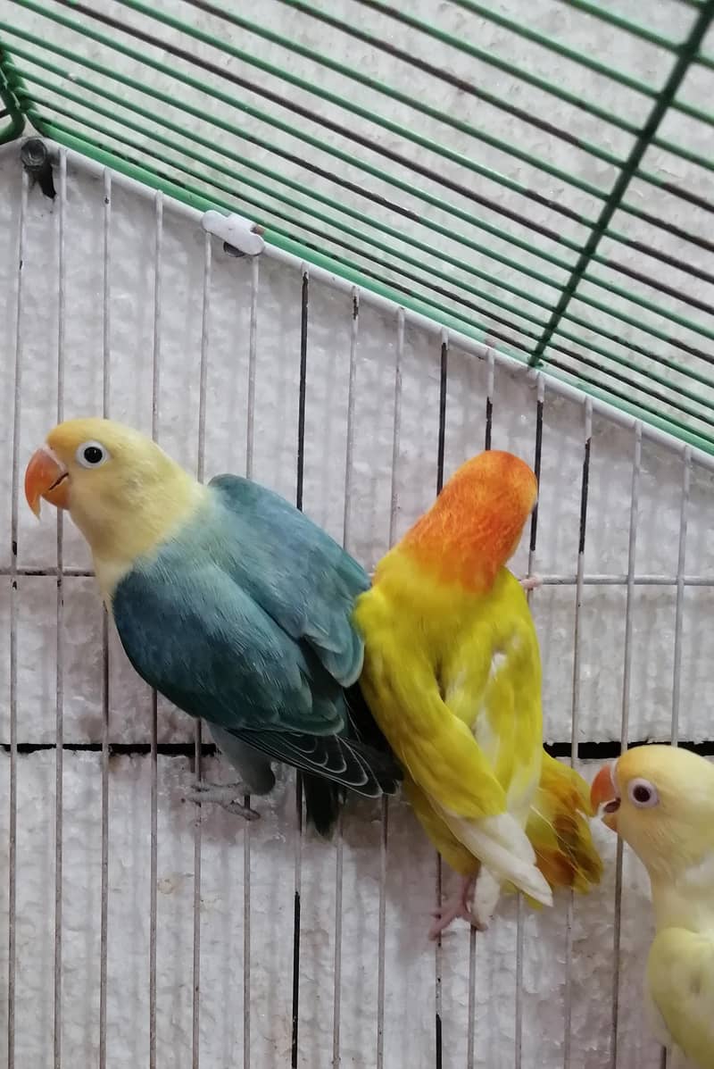 Lovebirds Pathay 13