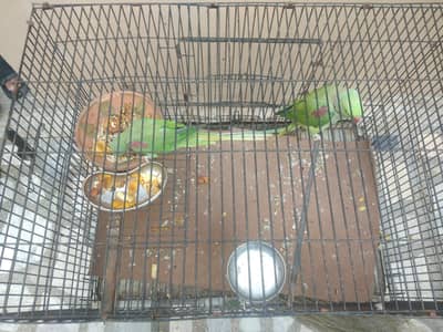kashmiri raw parrot pair with cage and Breadingbox