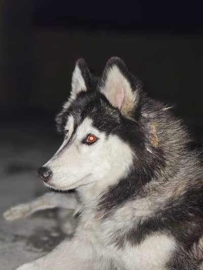 siberian husky female adult