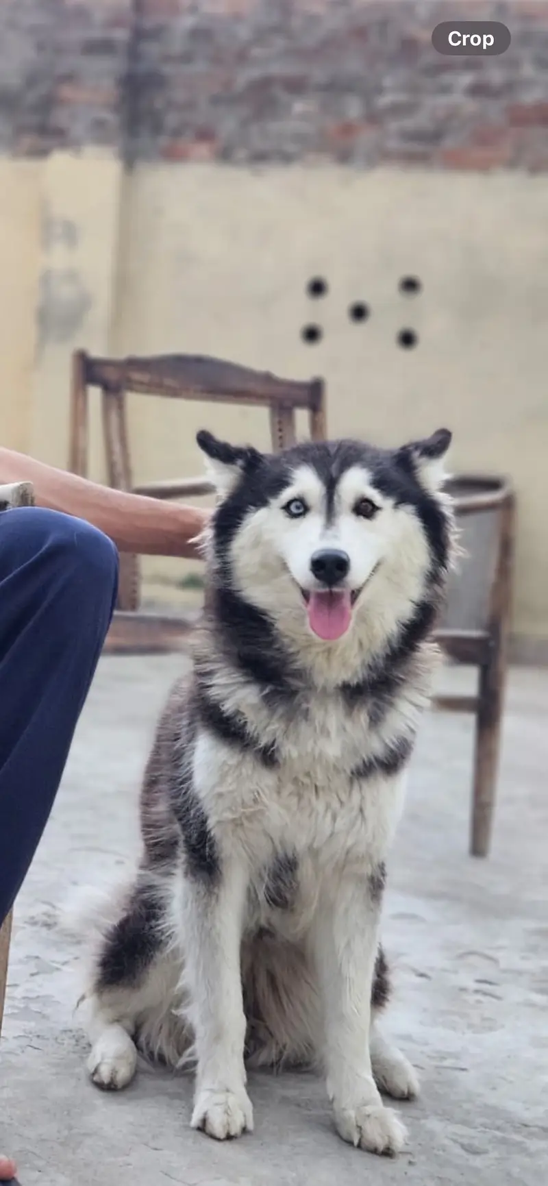 siberian husky female adult — photo 4