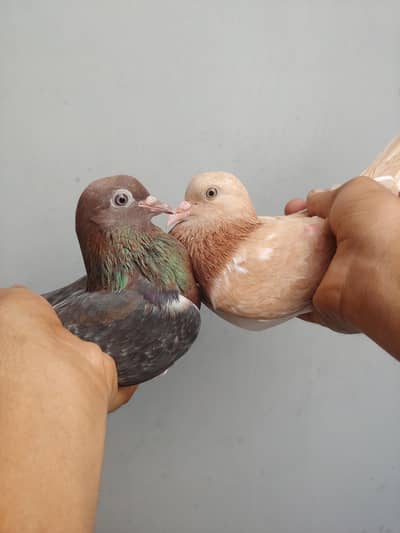 patti wala phatta phatti pair for sale. . .