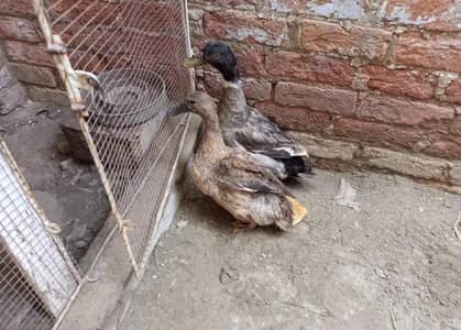 Pair of Duck
