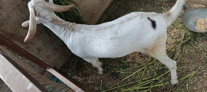 Teddy Tapra