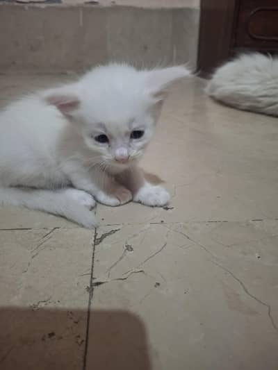 house cat persian