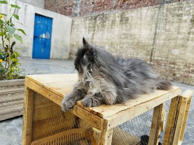 cat for sell with cat house