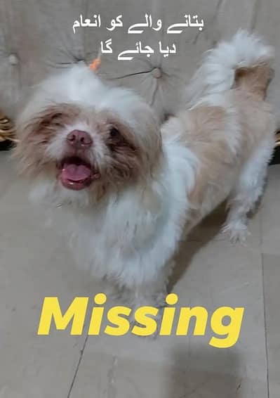 Shitzu Dog Femlae > Missing  WANTED