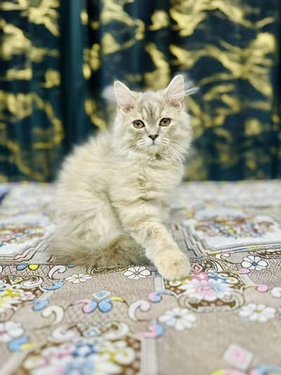 Three months old Persian kitten