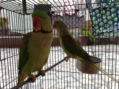 Kashmiri raw parrot pair