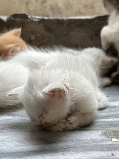 Persian cat spare with baby WhatsApp 03150012365
