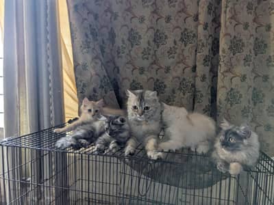kitten sale with cat