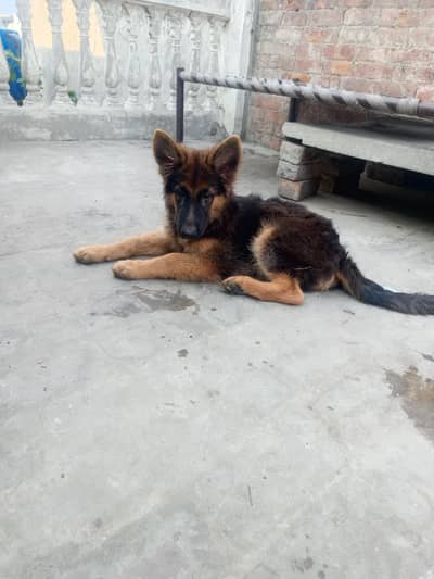 good and healthy male