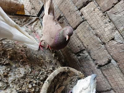 2 beautiful breader pair with chiks available