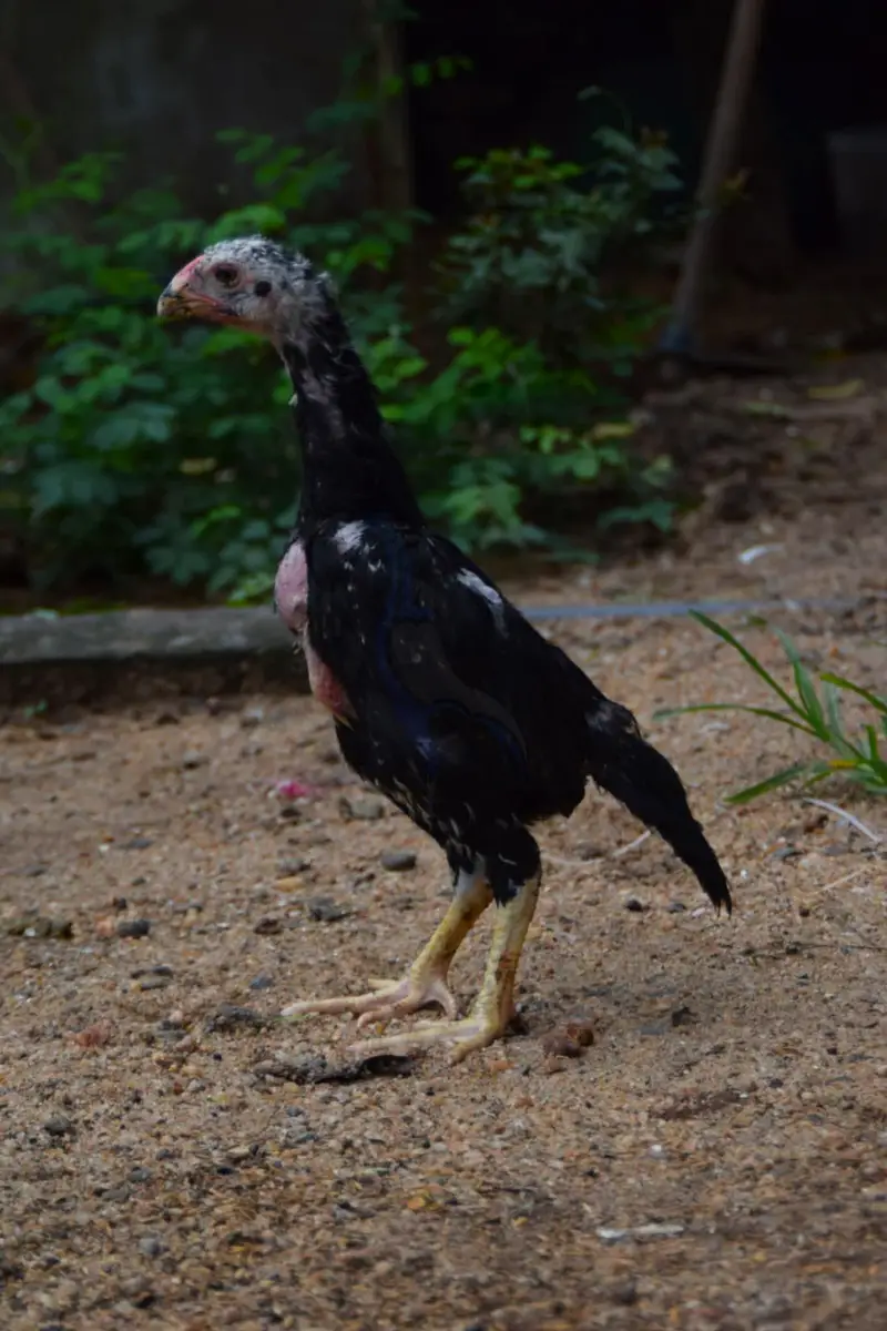 pure aseel shamo_White Shamo Chick|Quality bird|king size/aseel chicks — photo 3