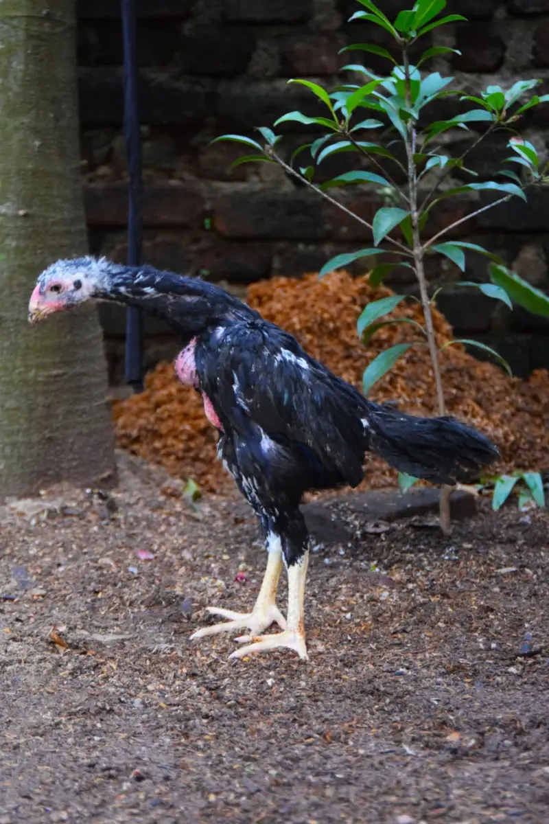 pure aseel shamo_White Shamo Chick|Quality bird|king size/aseel chicks — photo 4