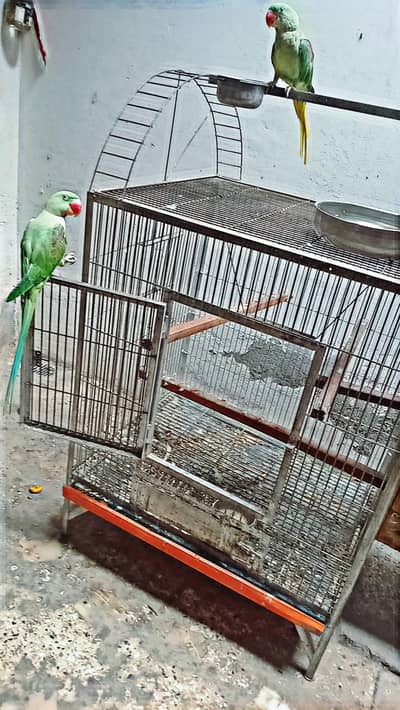 raw parrot