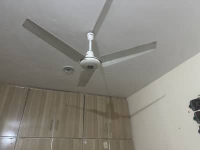 Royal ceiling fan