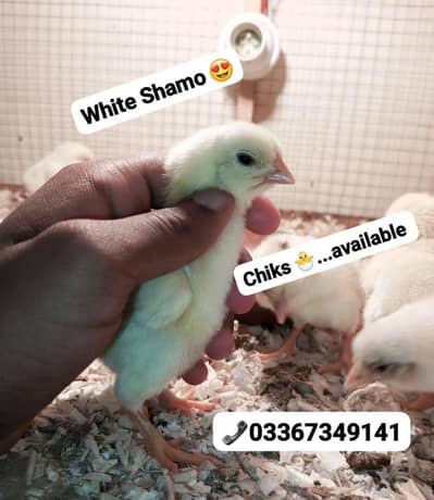 White Shamo chiks available healthy & active hain. . . . . . 03367349141