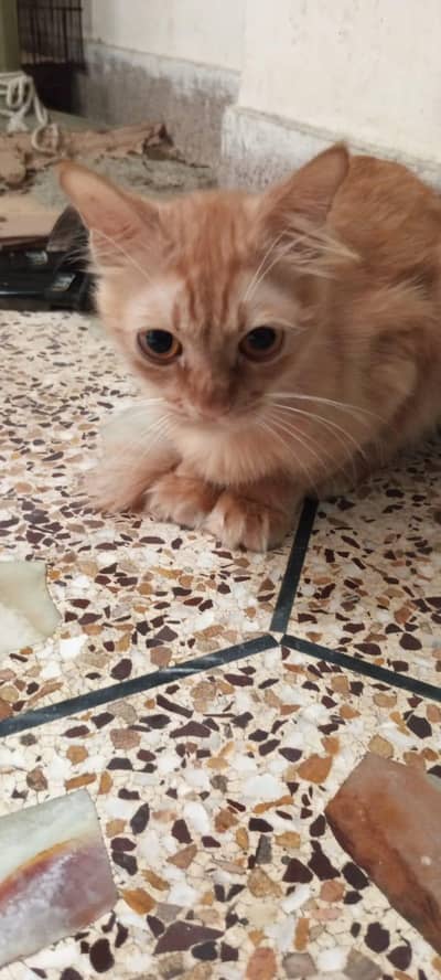 cat beautiful Persian Cat