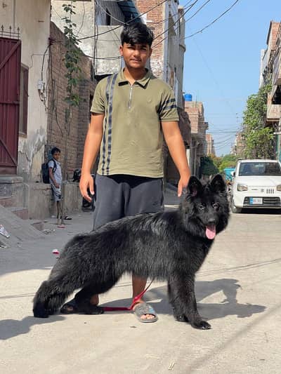 black Shepherd