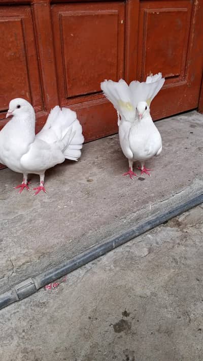 lakka kabootar breader pair available
