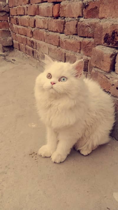 Cat for sale