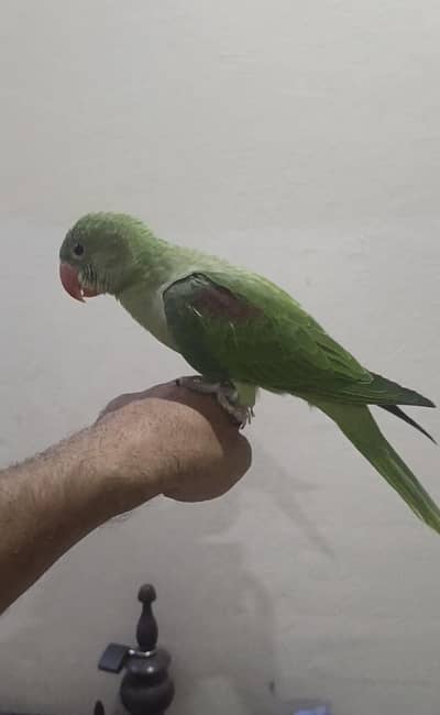 Kashmiri raw parrots