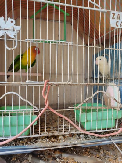 Love Birds Breeding Pair + 3 Healthy Babies + 2 Cages For Sale