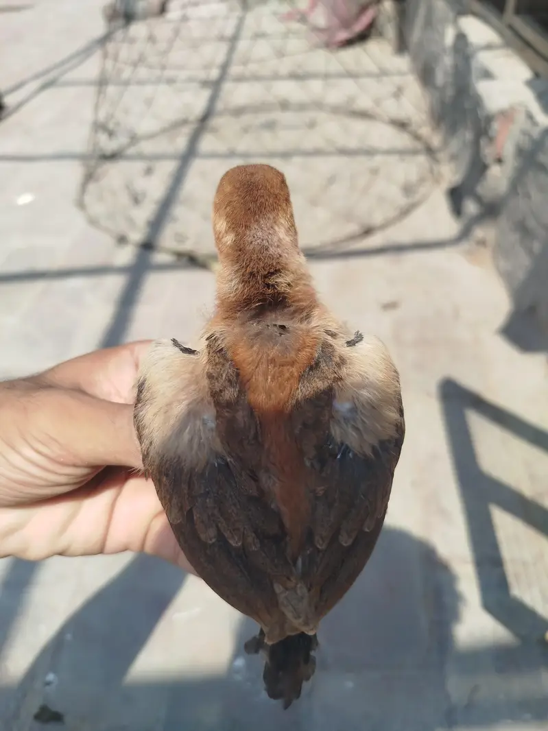 Aseel Chicks Available — photo 2