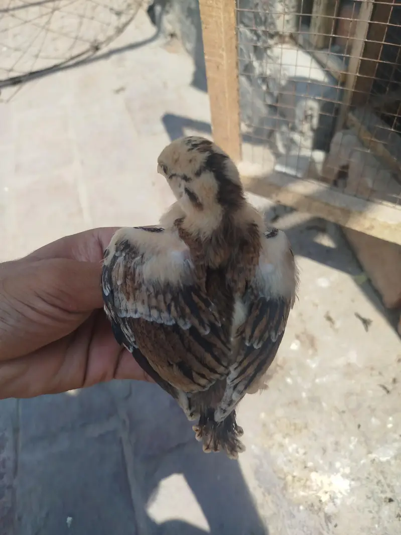 Aseel Chicks Available — photo 3