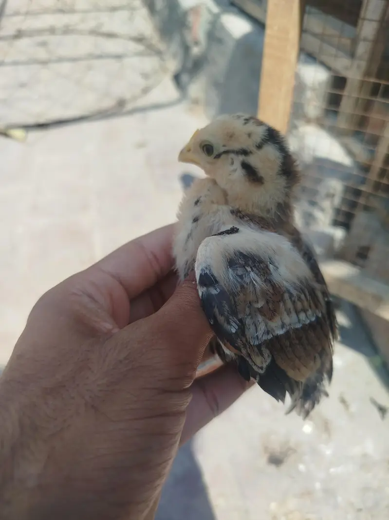 Aseel Chicks Available — photo 4