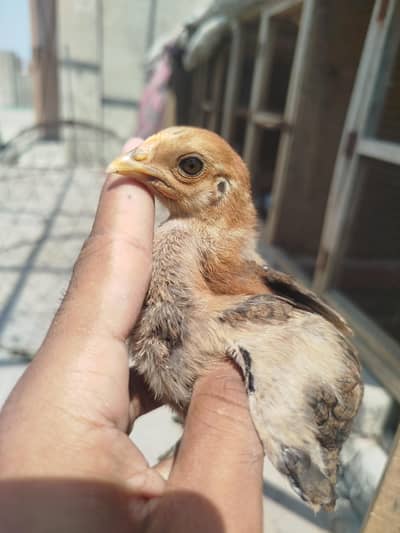 Aseel Chicks Available