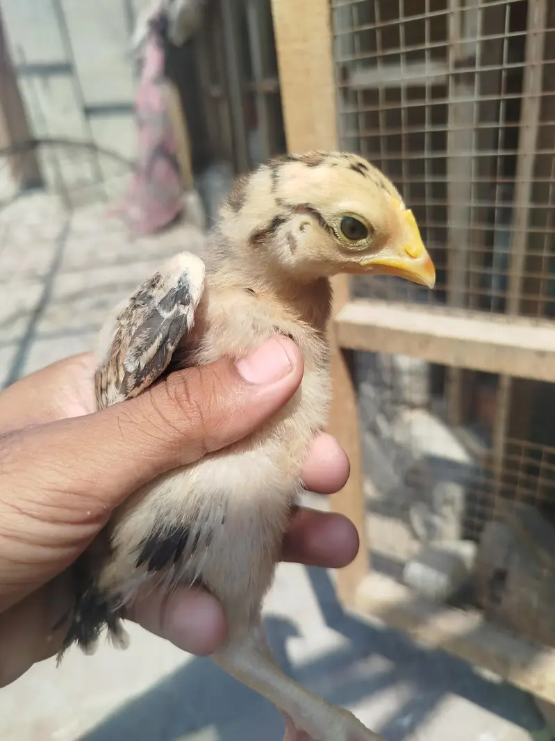 Aseel Chicks Available — photo 5