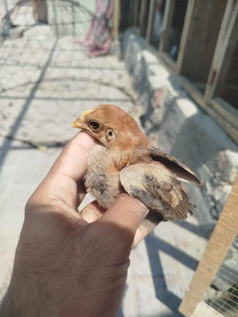 Aseel Chicks Available — photo 6