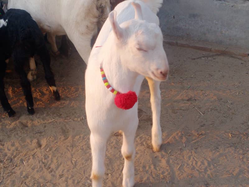 خوبصورت  اور اچھی نسل کا بکرہ 0