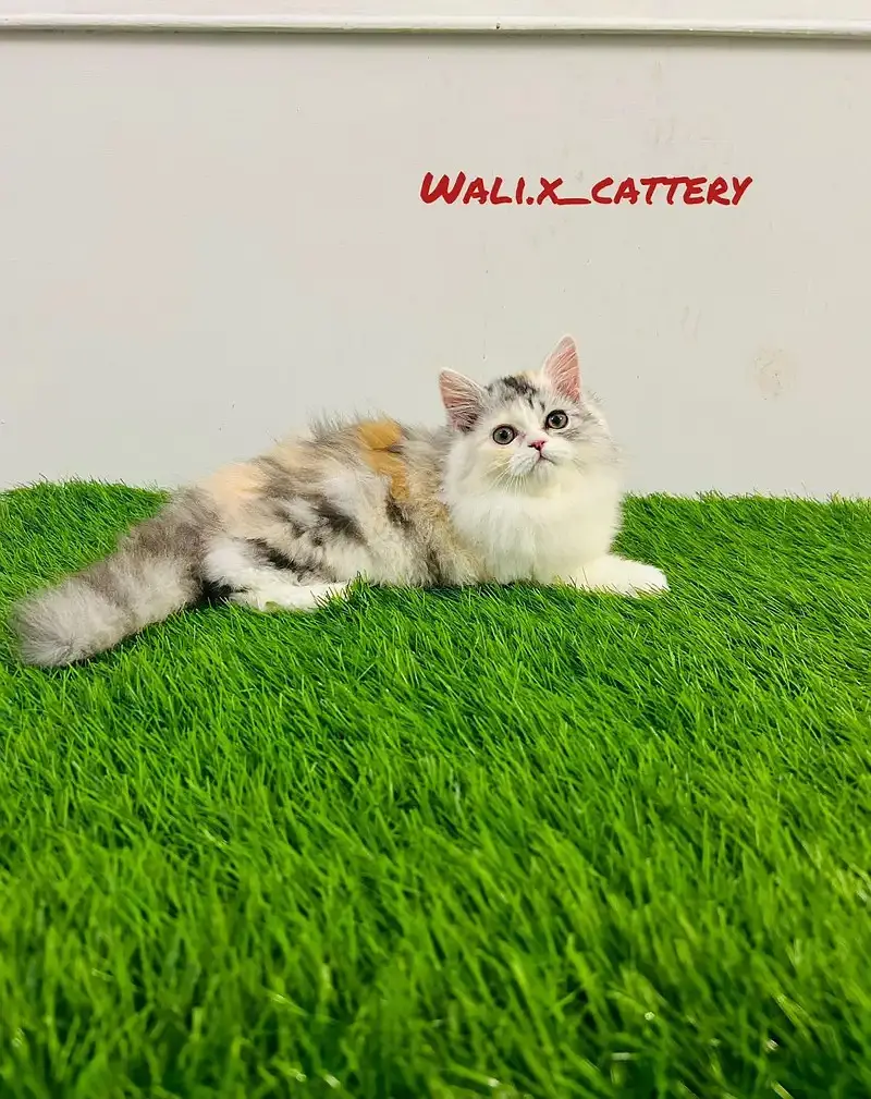 high quality kitten|Punch face Kittens|persian cat|cute|tripple coat — photo 4