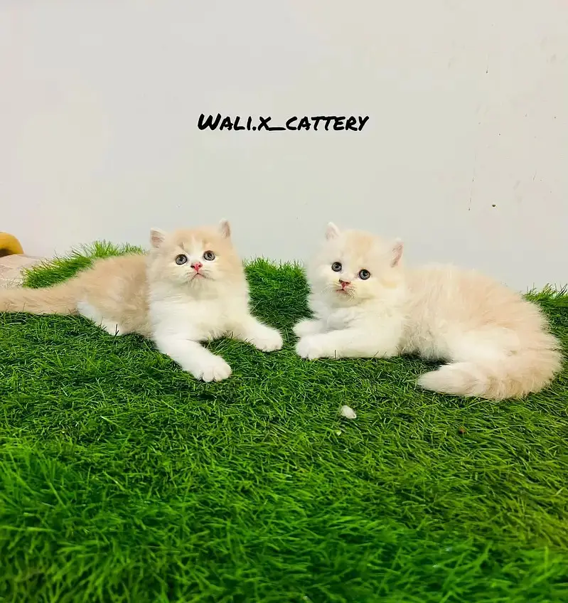 high quality kitten|Punch face Kittens|persian cat|cute|tripple coat — photo 7