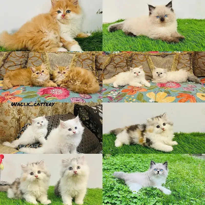 high quality kitten|Punch face Kittens|persian cat|cute|tripple coat — photo 11