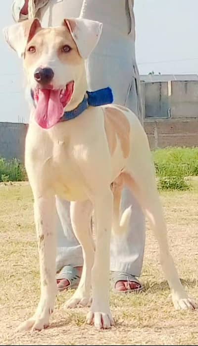 lapa Gulatir male Age 4 month for sale