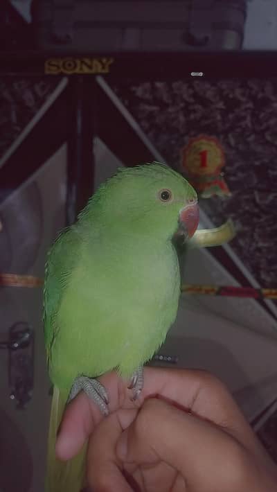 very beautiful parrot